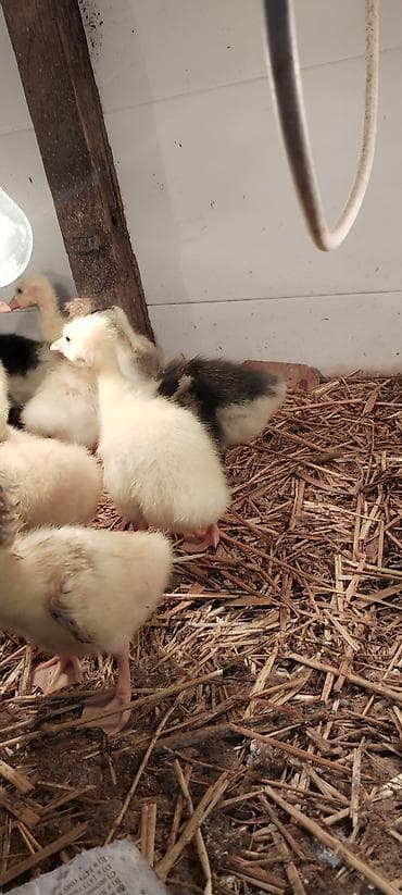 cucə gəncə: Balaca qaz cücəleri və ördək balasi - Cins: qaz (sarı-ağ lələklər — 2