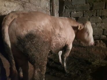 bakida cins ineklerin satisi: Super kok dana lazim olan gelsin canli baxsin — 4