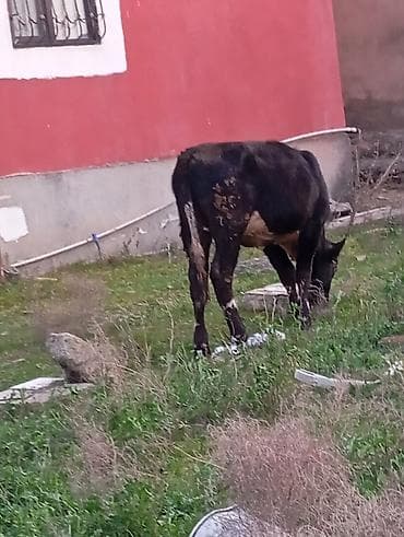 balali inək: Satılır: qara rəngli danalıq inək - Cins: yerli tip, qara rəng, alın — 4