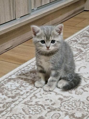 pısık: Şotland — 6