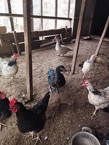 ördekler: Məhsul: Ev quşları dəss 2eded kitayski toyug 2 ədəd yaşıl lal ördək 1 — 4