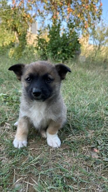 zinqirov iti: 2 ay, Erkek — 8