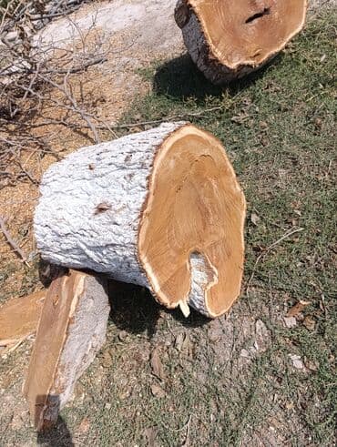 odun kesen mator: Məhsul: TUT ağacı gövdəsi kəsiyi Xüsusiyyətlər: - Təbii gövdə — 2