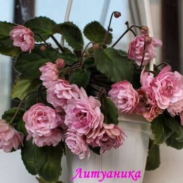 bənövşəyi gül şəkilləri: 5,6 m starter — 7