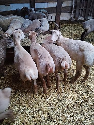 tap az pisik: Çəkiləri 15-18kq arası super kök erkəy quzulardı tərəziynən 9.5m Dan — 2