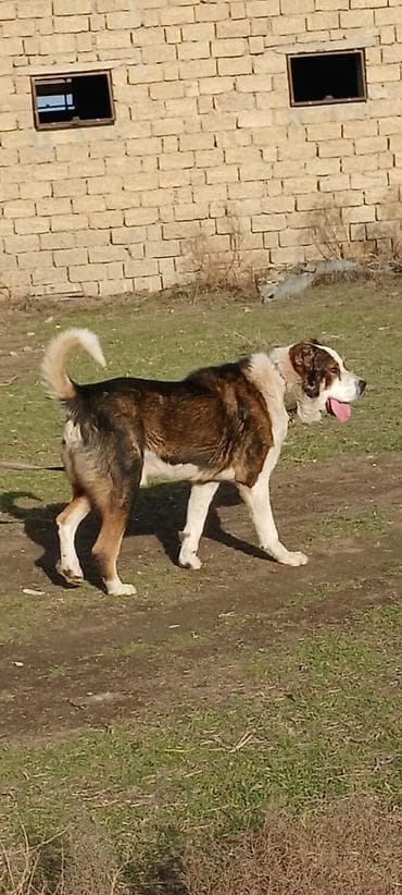 itlerin satışı: Qurdbasar, 3 il — 2