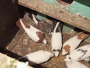 ucuz göyərçinlər: Qırmızı boyun qırmızı quyruq 2 eded ikisidə qızğın erkek,Sarı boyun — 2