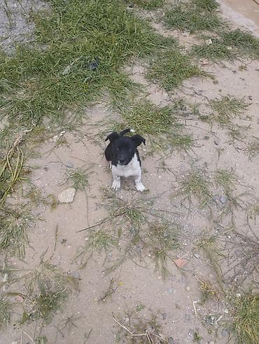 xaski balaca: Zvonok, 1 ay, Dişi, Cütləşmə üçün, Ödənişli çatdırılma — 2