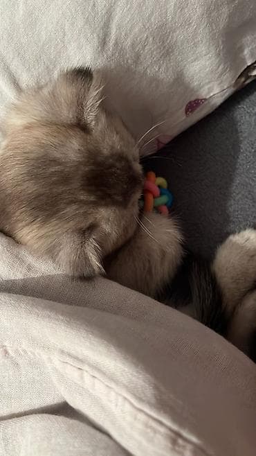 pişik sahiblendirmek: Şotland yastı qulaq, Erkək — 2