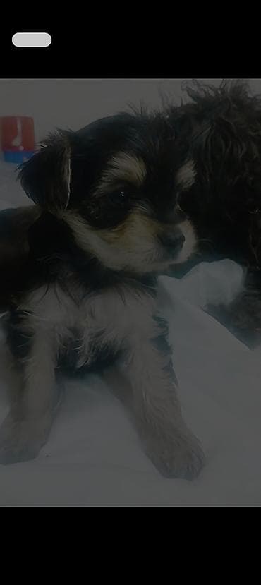 Pişiklər: Mini ölçülü, York balalari 45 gunlukduler — 2