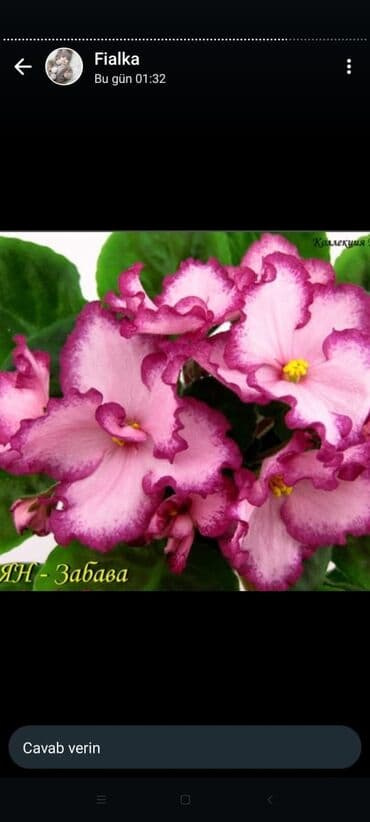 gül şəkilləri profil üçün: 5 — 8