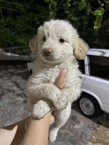 2 ay, Dişi, Ünvandan götürmə, Ödənişli çatdırılma