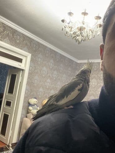 Mərmər effektli PVC panellər: Nimfa (Cockatiel) papağanı - Rəng: zeytun-boz, qanadlarda ağ — 3