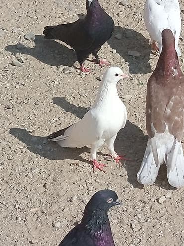 amadin qusu: Məhsul: Göyərçinlər (ağ və ağ-qara rəng çalarları) Təsvir: - — 3
