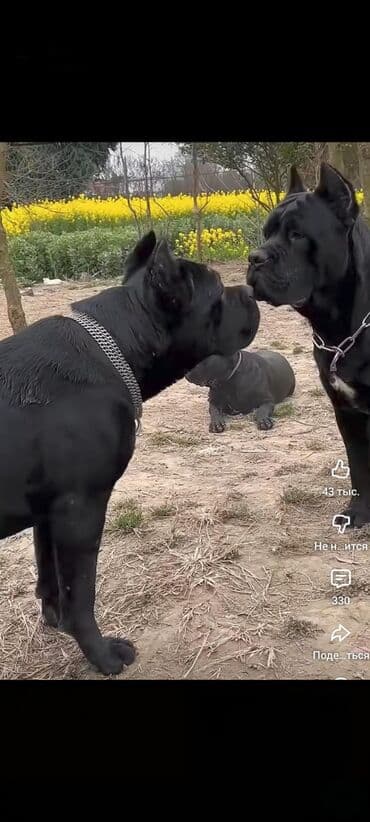 Gəmiricilər: Kane-Korso, 1 ay, Sənədli, Ünvandan götürmə, Pulsuz çatdırılma, Ödənişli çatdırılma — 3