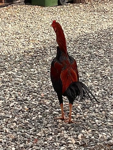 qara atlar: Xoruz, il: 1 — 1