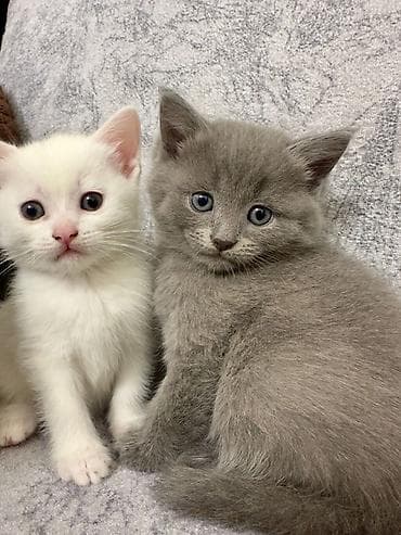 Животные: Британская, В добрые руки, Самовывоз — 4