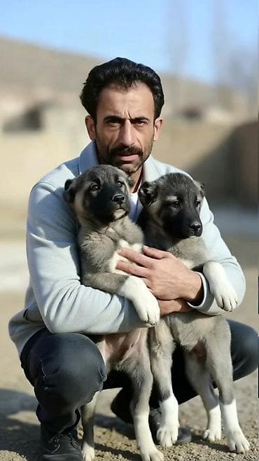 it sekilleri balaca: Kanqal, 2 ay, Erkek, Peyvəndli, Ödənişli çatdırılma — 5