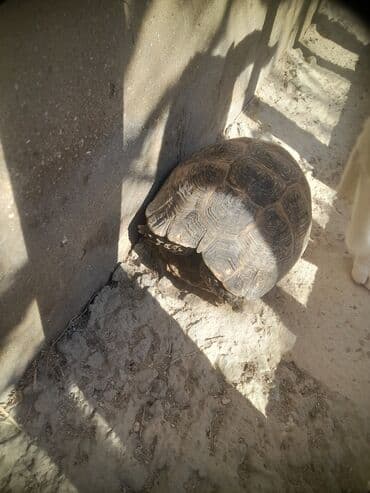 американский плоскоухий членистоногий когтеступ: Tsbağa satılır.Mərdəkanda — 2