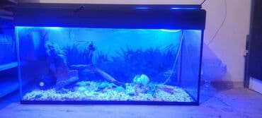pulsuz baytar: Akvaryum komplekti - Şüşə akvarium, təxmini uzunluq 100 sm, eni - 35 — 1