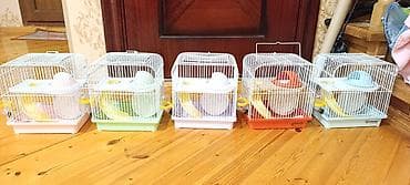 norka heyvan: Yeni 2mərtəbəli qəfəs 2xomyak ağ və boz🐭 qəfəsin içində Fırlanan çarxı — 5