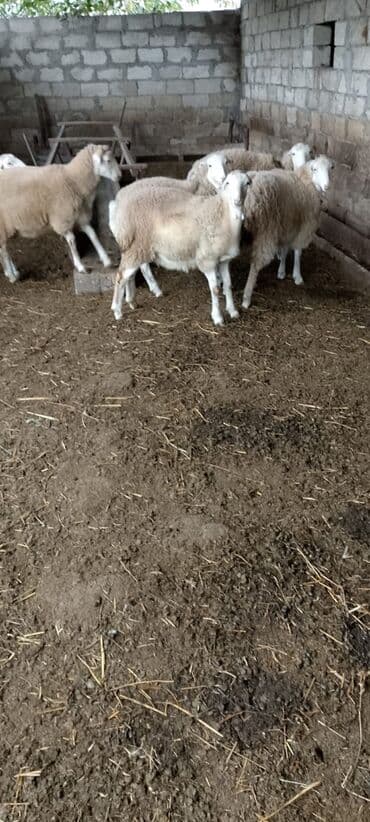 cins inekler: Satışda qoyun sürüsü - Növ: ətlik/yunlu yerli damazlıq tipli qoyunlar — 3