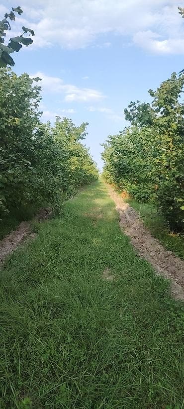 dekorativ bitkilər: Fındıq bağçılığı – məhsuldar plantasiya — 4