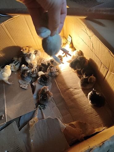 inkubator cucesi: Müxtəlif rənglərdə cücələr. Qəhvəyi, sarı və qarışıq lələk rənglərinə — 2