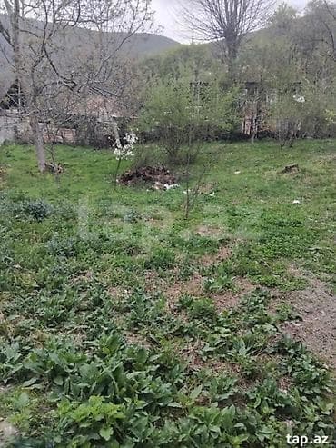 12 sot, Kupça (Çıxarış)