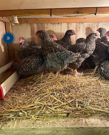 Бараны, овцы: Курица, Для разведения, Бесплатная доставка — 1