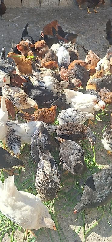 kend cucesi: Toyuq cücələri, Damazlıq — 7