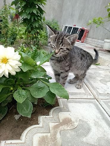 pişim: Tabbi — 1