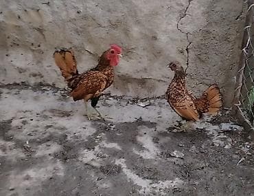 ev quş: Toyuq, Yumurtalıq — 1