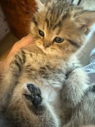 pişik tualet: Tabbi, Dişi, Ünvandan götürmə, Pulsuz çatdırılma — 3