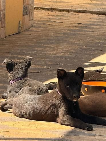 pitpul it: Peyvəndli — 4