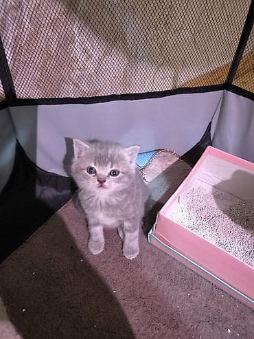 fars pişik: Britan — 9