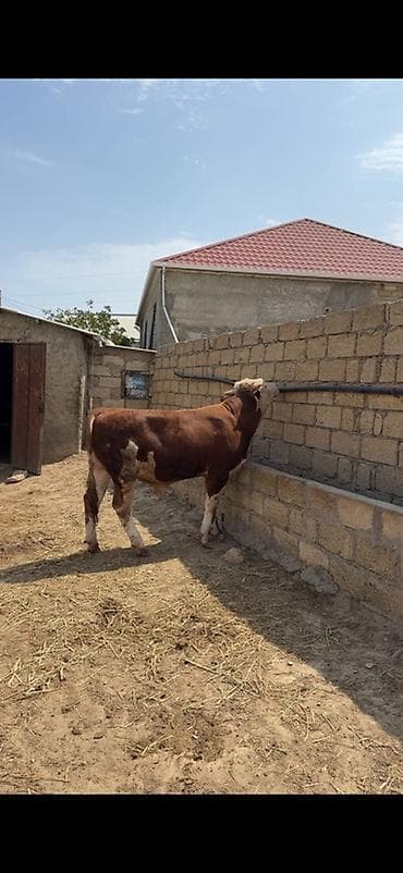 etlik iney: İki baş təmiz qan erkək simmental dana satılır. Böyüyünün 1 yaşı var — 3