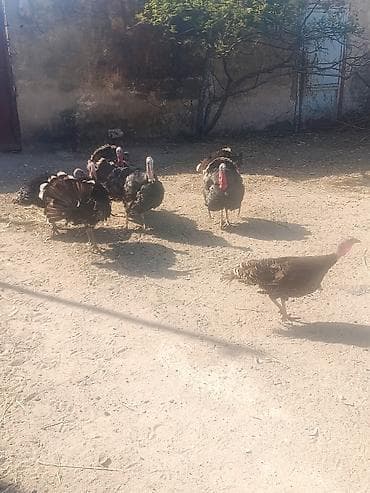 Kənd təsərrüfatı quşları: Salam tam sağlam heyvanları 9 ədədi 5 Erkeyi 4 dişi yumurta — 4
