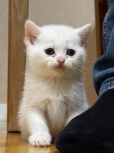 afcarka it adlari: Balaca pişik balaları - Rənglər: krem/ağ çalarlar, bəzi balalarda — 4