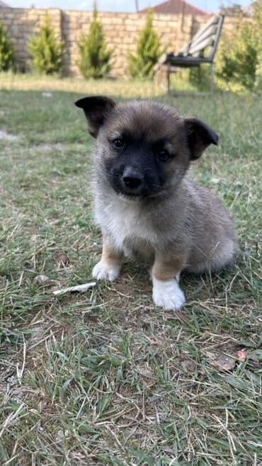 zinqirov iti: 2 ay, Erkek — 7