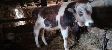 cins inekler azerbaycanda: Satışda – ətli istiqamətdə saxlanılan cavan buğa. Xüsusiyyətlər: - — 1