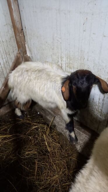 Qazlar: Dişi, il: 1, 27 kq, Ətlik — 5