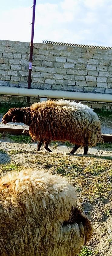 меринос кой: Qoyun – yerli ətlik/yunlu cins - Şəkildəki heyvanlar yerli — 1