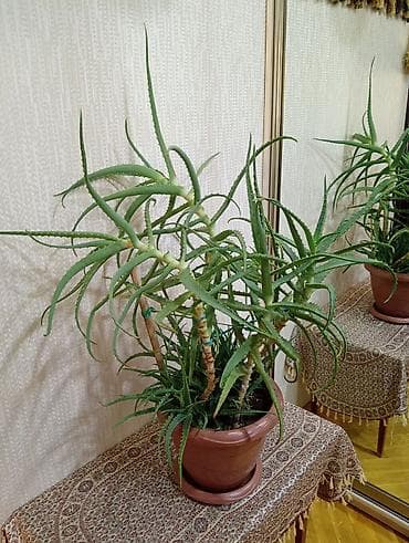 dibcek qablarin satisi: Aloe vera (sukkulent) – iri dibçəkdə - Növ: Aloe vera, ev üçün — 2