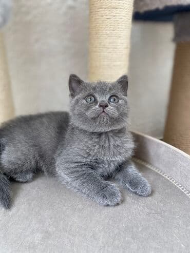 породистые котята даром: Шотландская, Самец, Самка, Самовывоз — 2