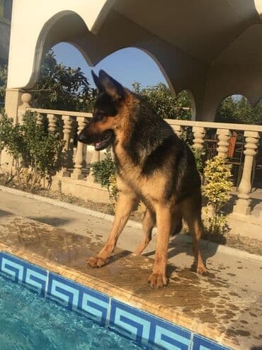 cütləş: Alman çoban iti, 9 il, Erkek, Cütləşmə üçün, Ünvandan götürmə — 2