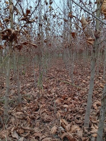 badam qiyməti: Xan cinar 3metir 4 metrlik 15 azin çox alsaz mzakire olunacaq — 7