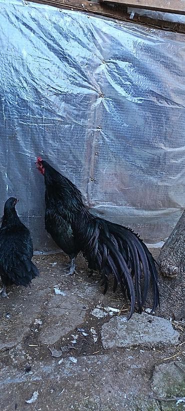 iller: Məhsul: Sumatra tək xoruz qoşa mahmız, istəyən goruntulu yıgıb baxa — 3
