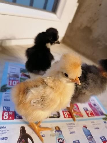 Toyuq cücələri, Damazlıq