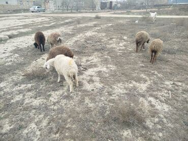 Qoyun sürüsü – müxtəlif rəng və fərqli yaş qrupları - Növ: qarışıq